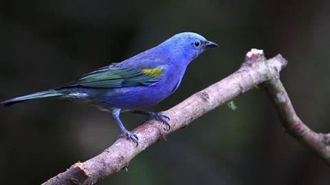 A small blue tanager perching on tree branch in natural habitat and looking Stock Footage 340862000