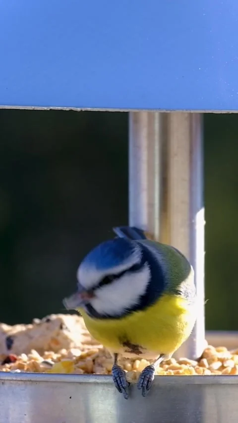 A small blue tit bird eating seeds 스톡 동영상 336316803