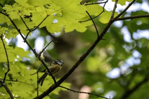 Small blue tit bird perched on a branch with wings slightly open Stock-Fotos