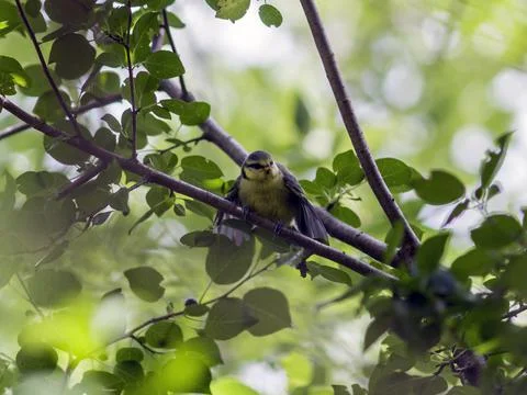 A small blue tit Stock Photos