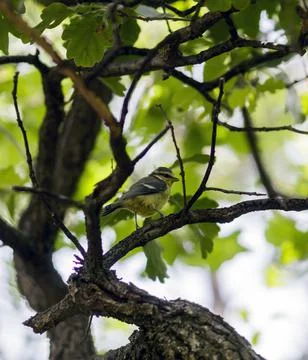 A small blue tit Фото