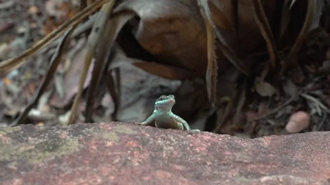 Small Blue Turquoise Lizard on Rock, Chapada Diamantina Brazil, Wildlife 1080p Stock Footage 335959493