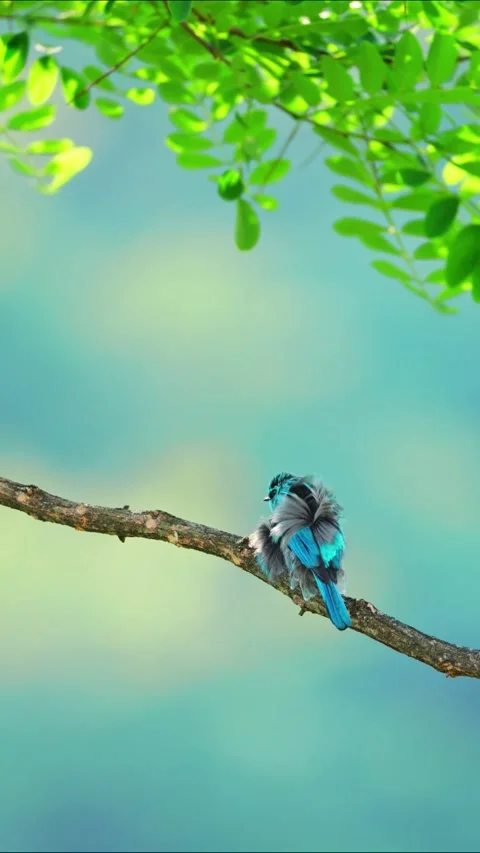 Small Blue Verditer Flycatcher Bird Eumyias thalassinus Perched on Tree Branch Vidéo 330276326