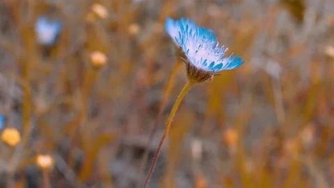 Small Blue Wildflower Blooming in Dry Grass Field Close Up 스톡 동영상 336570197