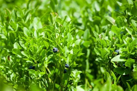 Small blueberries Stock Photos