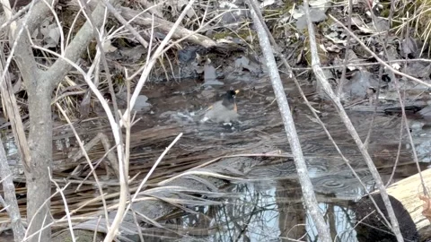 Small bluebird bathing in shallow forest stream natural wildlife scene 库存影片 333327820