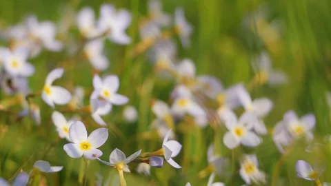 Small Bluet Flowers - Macro 库存影片 122376672