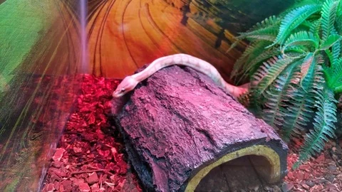 Small boa crawls across dead tree and flicks its tongue. Stock Footage 100868799