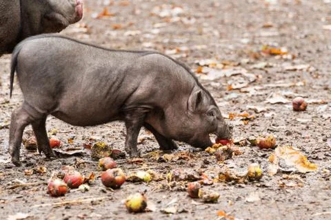 Small boar eats apples Stock Photos
