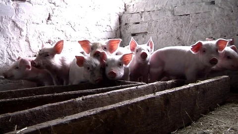 Small boar Video stock 79133711