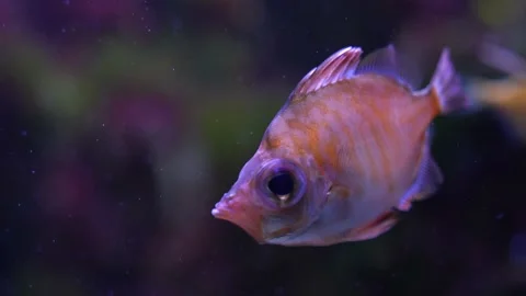 A small boarfish  Stock Footage 239579880