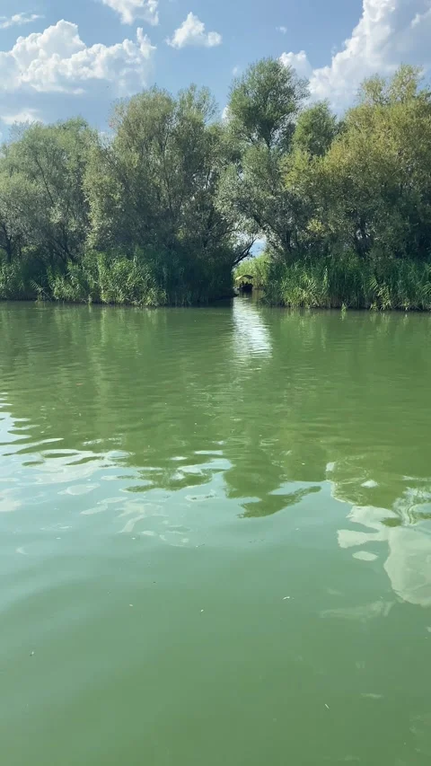 Small boat navigates through a narrow channel on Lake Skadar in Montenegro Vídeos de archivo 343790740
