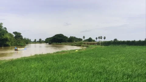 Small boat Navigating River Past Green Rice Field Stock Footage 342961117