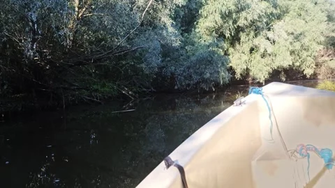 Small Boat Navigating Tree-Lined Channel in the Danube Delta Video stock 347956513