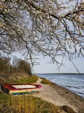 Small boat under blooming tree on coastline near Flensburg Foto stock