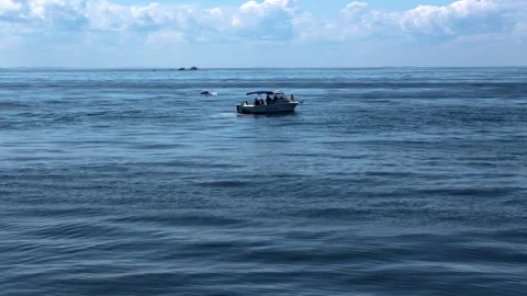 Small Boat Whale Watching Stock Footage 252149582