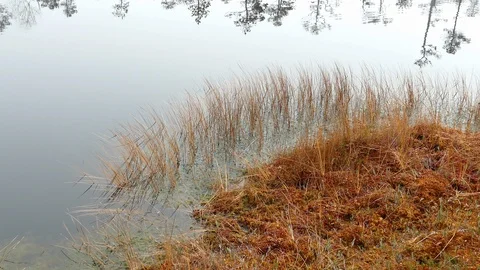 Small bog lake Vídeo Stock 97356665