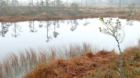 Small bog lake Stock-Footage 97358136