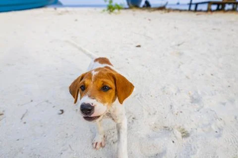 Small bog plays with coconut on the beach Stock Photos
