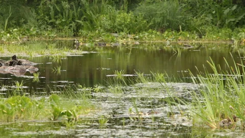 Small boggy lake Stock Footage 119842728