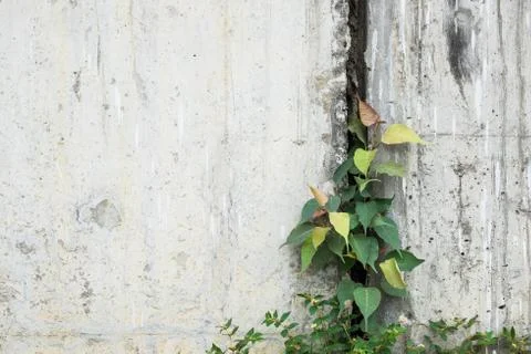 Small bohd tree Stock Photos