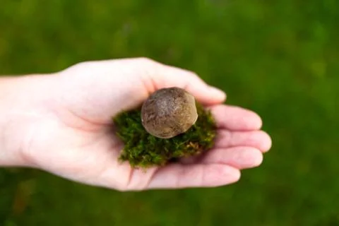 A small boletus in a clump of grass. Stock Photos