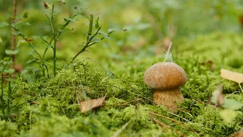 Small boletus grow in woods. Nature food plants close up Stock Footage