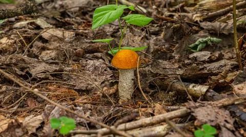 A small boletus growing from under the leaves in the forest Stock Photos
