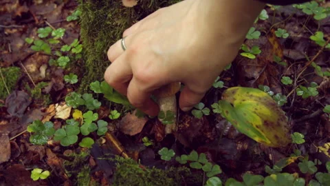 Small boletus mushroom 库存影片 148211539