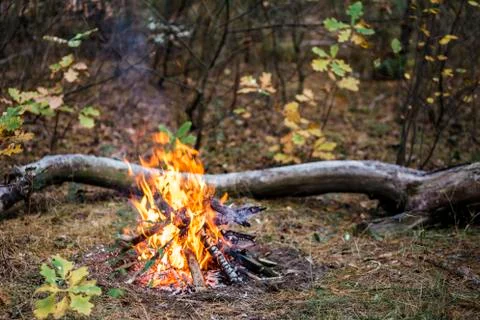 Small bonfire in the forest Stock Photos
