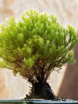 Small bonsai in close-up Stock Photos