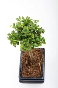 Small bonsai Foto stock