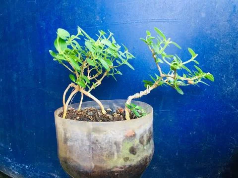 Small bonsai Stock Photos