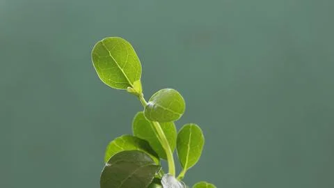 Small bonsai. Stock Photos