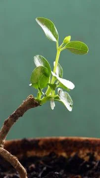 Small bonsai. Stock Photos