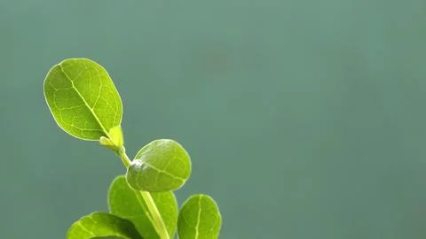 Small bonsai. Stock Photos
