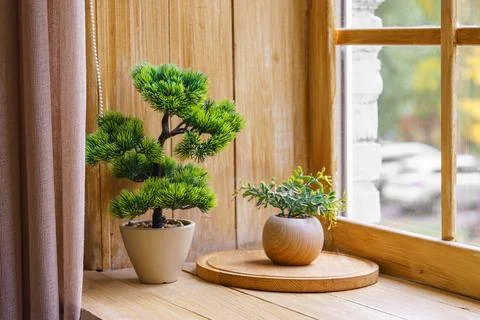 Small bonsai pine tree and succulent in pot on wooden window sill with autu.. Stock Photos