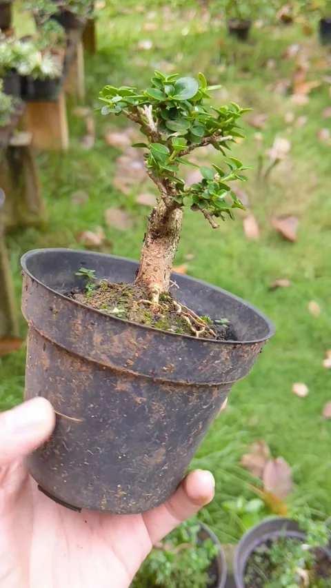 Small bonsai plants, from sancang trees Stock Footage 233287524