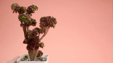 Small bonsai tree Aeonium cristata on a coral background. The hand puts the Stock Footage 197454610
