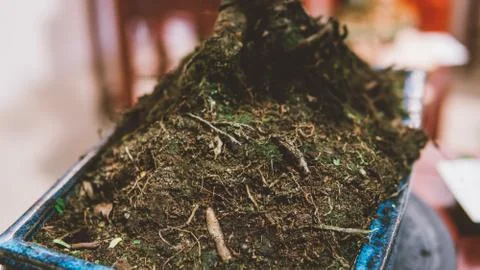 A small bonsai tree in a ceramic pot close-up..bonsai tree for sale Stock Photos