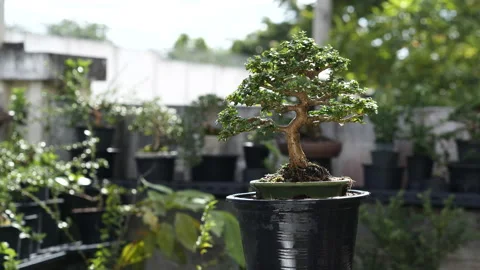 Small Bonsai tree miniature style on natural background. Gardening Concept. Stock Footage 140117328