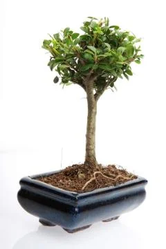 Small bonsai tree Stock Photos