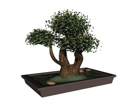 Small bonsai tree in a square planter Illustrazione stock