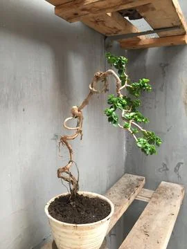 This is a small bonsai with twisting root stems Stock Photos