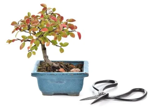 Small bonsai on white background. Stock Photos