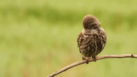 Small Boreal owl sitting on the branch in central Europe. Stock Footage 88037834