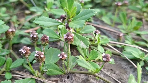 Small Botanical Shoots Bearing Tiny Textured Buds Stockbeeldmateriaal 340046038