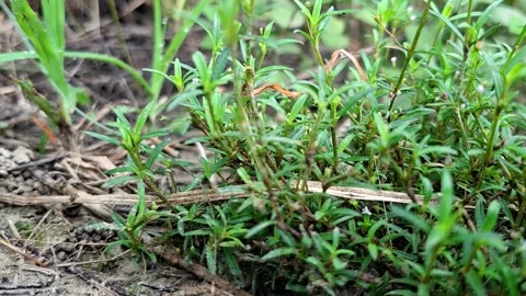 Small Botanical Stems Sprouting On Silt Surface Stock Footage 340371131