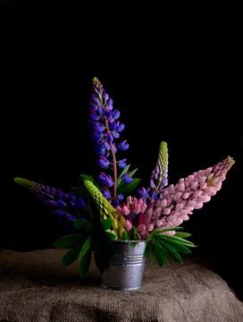 Small bouquet of lupines in a bucket Stock Photos
