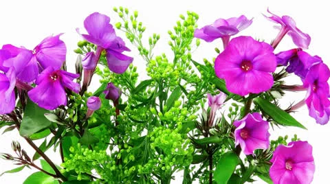 Small bouquet of pansy flowers Stock Footage